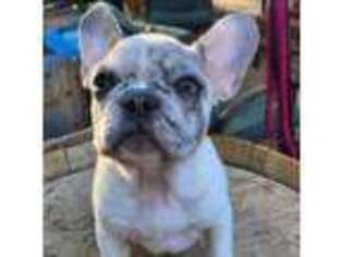French Bulldog Puppy for sale in Joshua Tree, CA, USA