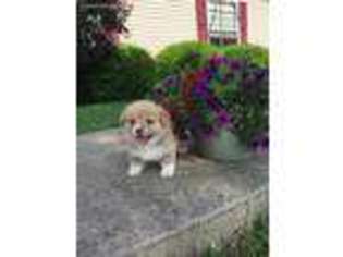 Pembroke Welsh Corgi Puppy for sale in Russellville, OH, USA