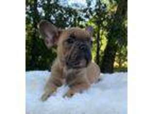 French Bulldog Puppy for sale in Hickory, KY, USA