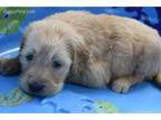 Goldendoodle Puppy for sale in Summit, MS, USA