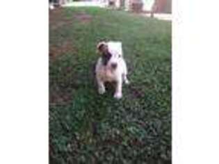 American Bulldog Puppy for sale in Hickory, NC, USA