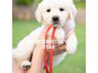 Golden Retriever Puppy for sale in Murfreesboro, TN, USA