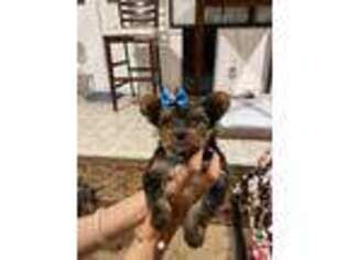 Yorkshire Terrier Puppy for sale in Grand Prairie, TX, USA