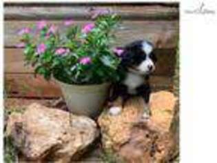 Bernese Mountain Dog Puppy for sale in Fredericksburg, VA, USA