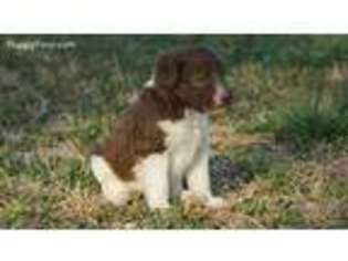 Labradoodle Puppy for sale in Hillsboro, KS, USA