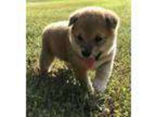 Shiba Inu Puppy for sale in Saint James, MO, USA