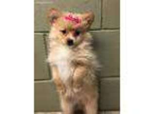 Pomeranian Puppy for sale in Monroe, GA, USA