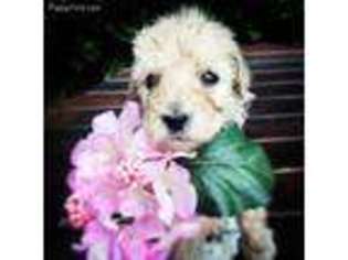 Labradoodle Puppy for sale in Denton, NC, USA