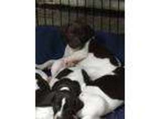 German Shorthaired Pointer Puppy for sale in Greenville, PA, USA