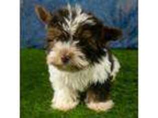 Biewer Terrier Puppy for sale in Dundee, OH, USA