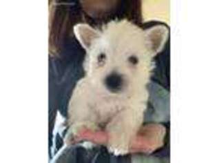 West Highland White Terrier Puppy for sale in Meridian, ID, USA