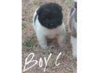 Akita Puppy for sale in Jonesboro, GA, USA