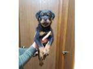 Rottweiler Puppy for sale in Kokomo, IN, USA