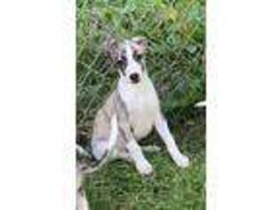 Whippet Puppy for sale in Jackson, MI, USA