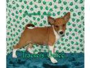 Basenji Puppy for sale in Waldron, AR, USA