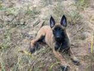 Belgian Malinois Puppy for sale in Palm Beach, FL, USA