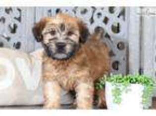 Soft Coated Wheaten Terrier Puppy for sale in Columbus, OH, USA