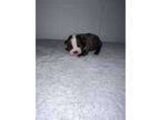 Boston Terrier Puppy for sale in Cooter, MO, USA