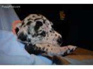 Great Dane Puppy for sale in Cincinnati, OH, USA