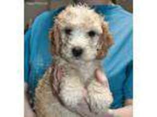 Goldendoodle Puppy for sale in Diamond, MO, USA