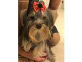 Yorkshire Terrier Puppy for sale in Windermere, FL, USA