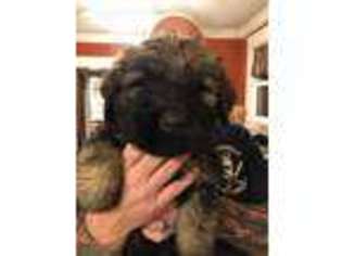 Mutt Puppy for sale in Rock Tavern, NY, USA