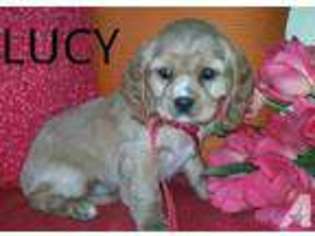Cavalier King Charles Spaniel Puppy for sale in ALLIANCE, OH, USA