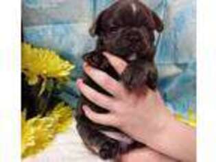 French Bulldog Puppy for sale in Fostoria, MI, USA