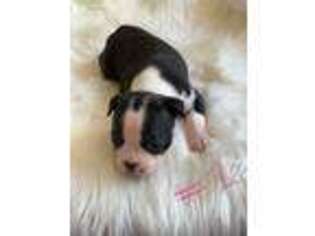 Boston Terrier Puppy for sale in Clayton, GA, USA