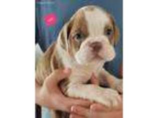 Olde English Bulldogge Puppy for sale in Westfield, WI, USA