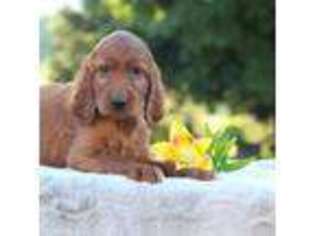 Irish Setter Puppy for sale in Spring Run, PA, USA