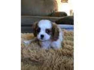 Cavalier King Charles Spaniel Puppy for sale in Hardy, AR, USA