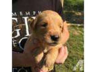 Golden Retriever Puppy for sale in WAYNESBURG, PA, USA