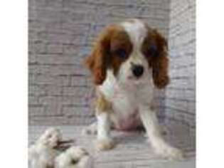 Cavalier King Charles Spaniel Puppy for sale in Jackson, MI, USA