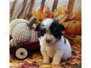 Chorkie Puppy for sale in Waynesboro, GA, USA