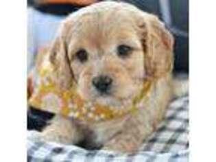 Cavapoo Puppy for sale in Spring Branch, TX, USA