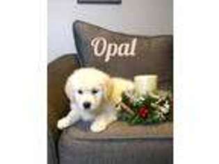 Golden Retriever Puppy for sale in Nelsonville, OH, USA