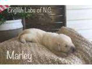 Labrador Retriever Puppy for sale in Thomasville, NC, USA
