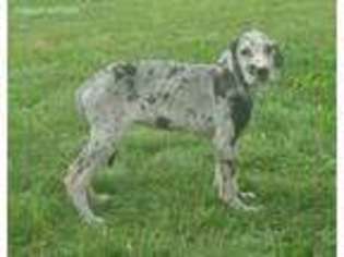 Great Dane Puppy for sale in Marengo, IA, USA