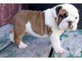 Bulldog Puppy for sale in CRETE, NE, USA