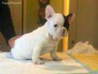 French Bulldog Puppy for sale in Morgan Hill, CA, USA