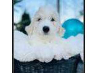 Goldendoodle Puppy for sale in Loveland, CO, USA