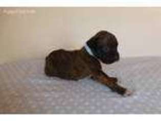 Boxer Puppy for sale in Watts, OK, USA