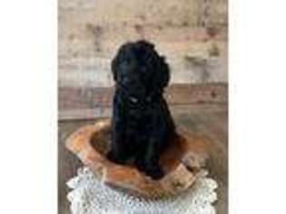 Labradoodle Puppy for sale in Fairfax, VA, USA