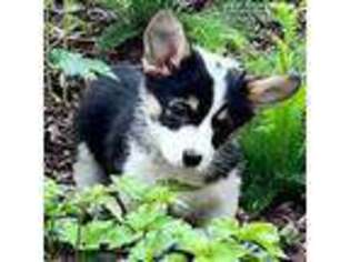 Pembroke Welsh Corgi Puppy for sale in Olivet, MI, USA