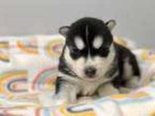 Siberian Husky Puppy for sale in Lee, MA, USA