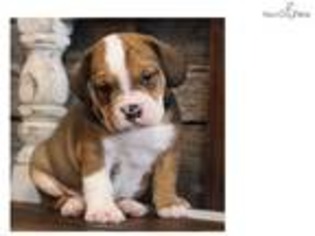 Beabull Puppy for sale in Springfield, MO, USA