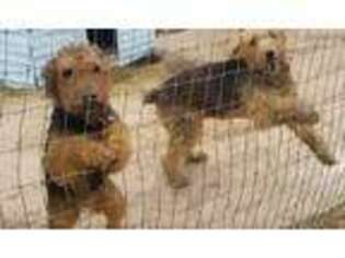Airedale Terrier Puppy for sale in San Diego, CA, USA