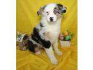 Australian Shepherd Puppy for sale in New Castle, IN, USA