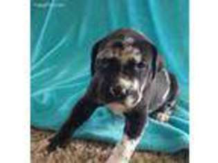 Great Dane Puppy for sale in Stoutsville, OH, USA